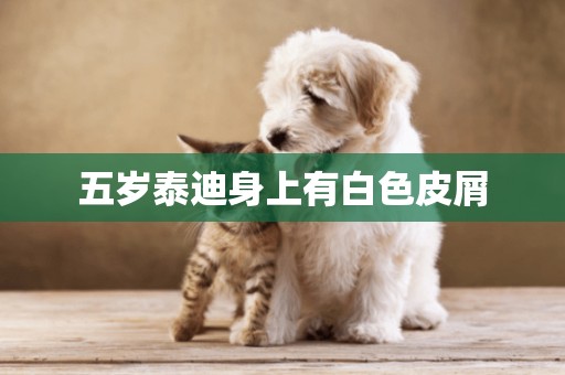 五歲泰迪身上有白色皮屑