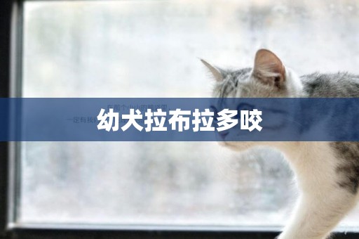 幼犬拉布拉多咬