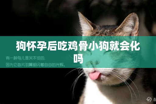 狗懷孕后吃雞骨小狗就會化嗎