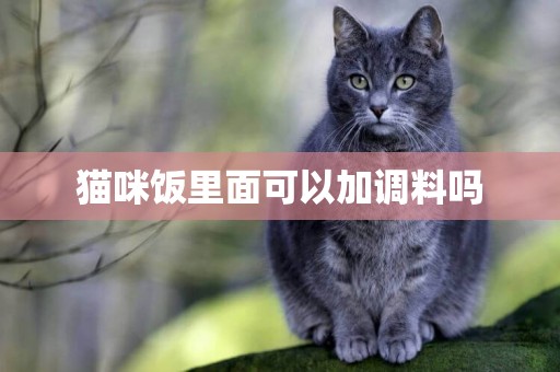 貓咪飯里面可以加調料嗎