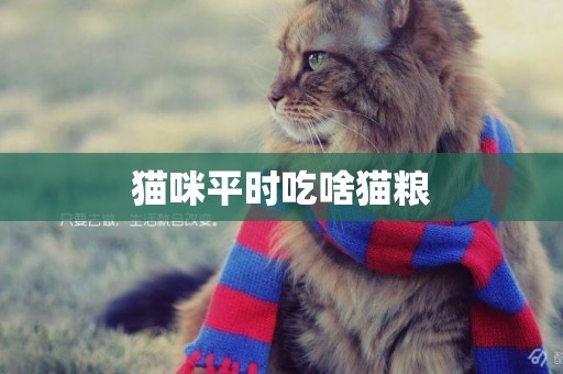 貓咪平時吃啥貓糧