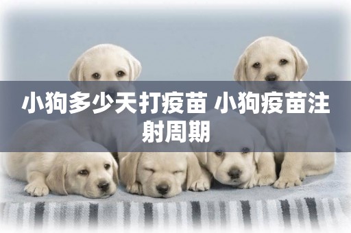 小狗多少天打疫苗 小狗疫苗注射周期