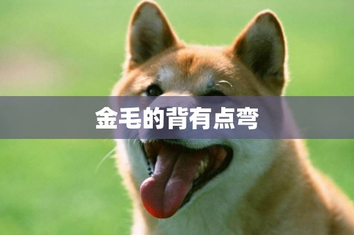 金毛的背有點彎