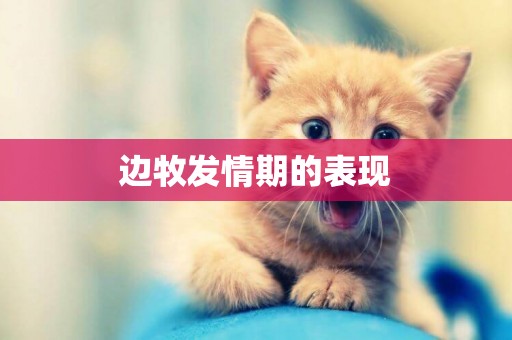 邊牧發情期的表現