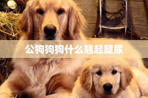 公狗狗狗什么翹起腿尿