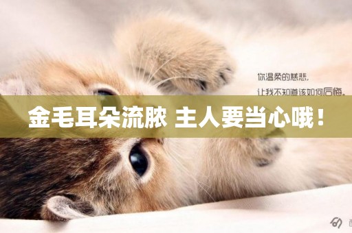 金毛耳朵流膿 主人要當心哦！
