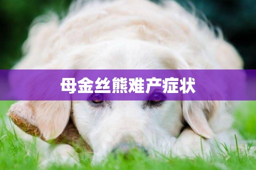 母金絲熊難產癥狀