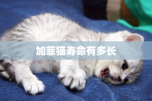 加菲貓壽命有多長