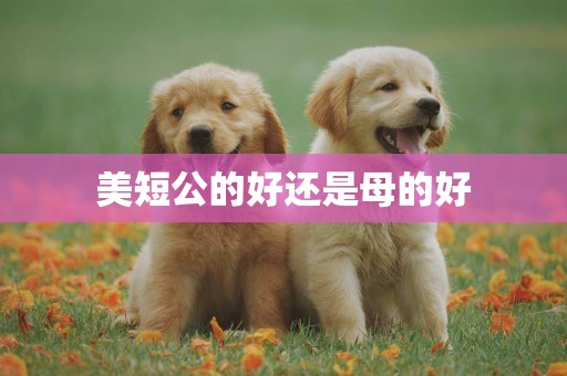美短公的好還是母的好