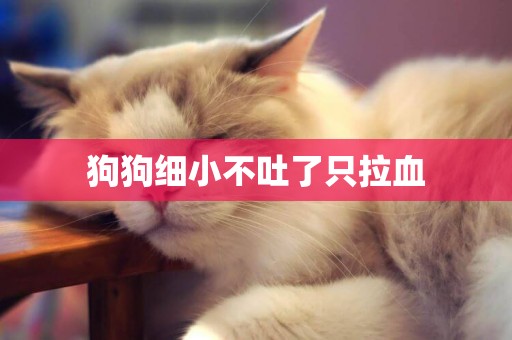 狗狗細小不吐了只拉血