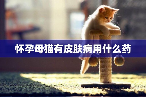 懷孕母貓有皮膚病用什么藥
