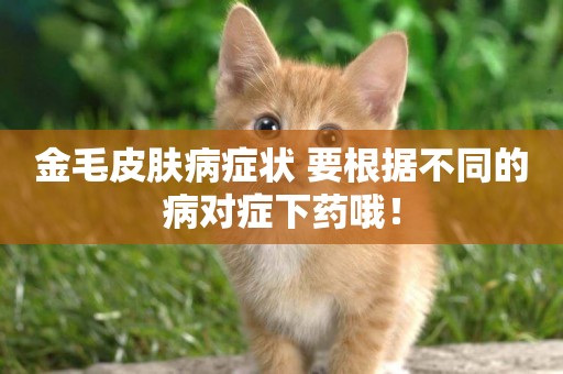 金毛皮膚病癥狀 要根據不同的病對癥下藥哦！