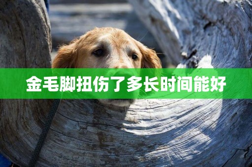 金毛腳扭傷了多長時間能好