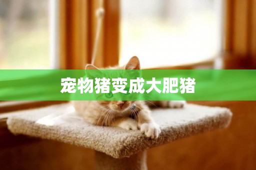寵物豬變成大肥豬