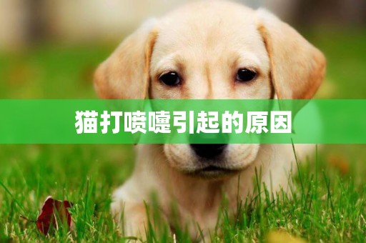 貓打噴嚏引起的原因