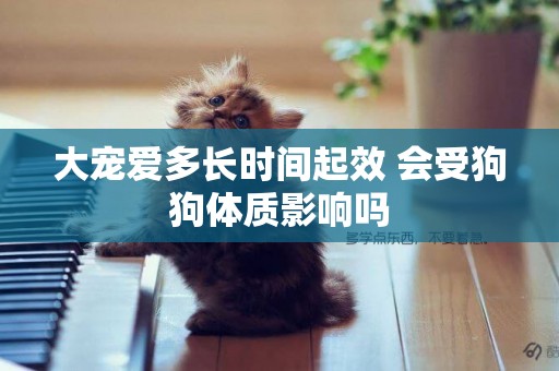 大寵愛多長時間起效 會受狗狗體質影響嗎