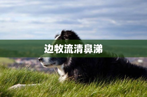 邊牧流清鼻涕