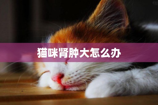 貓咪腎腫大怎么辦