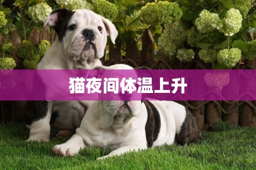 貓夜間體溫上升