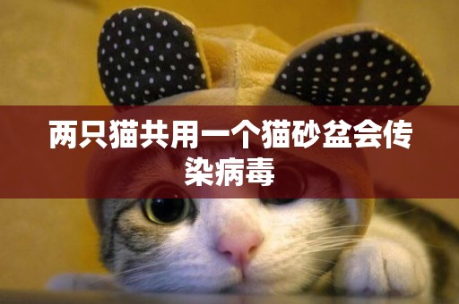 兩只貓共用一個貓砂盆會傳染病毒