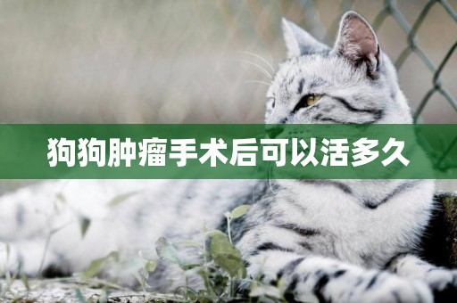 狗狗腫瘤手術后可以活多久