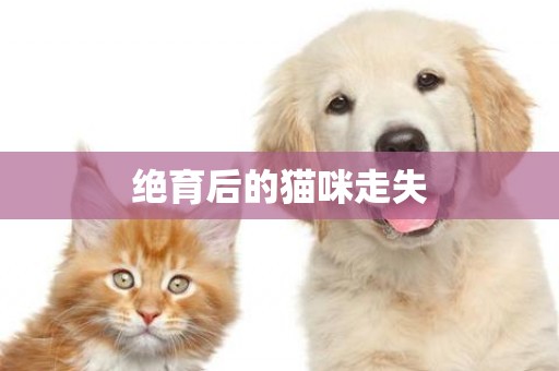 絕育后的貓咪走失