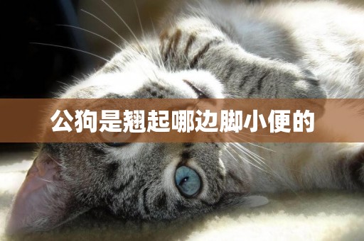 公狗是翹起哪邊腳小便的