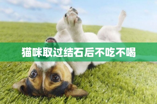 貓咪取過結石后不吃不喝