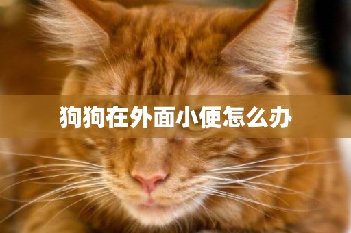 狗狗在外面小便怎么辦