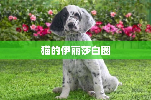 貓的伊麗莎白圈
