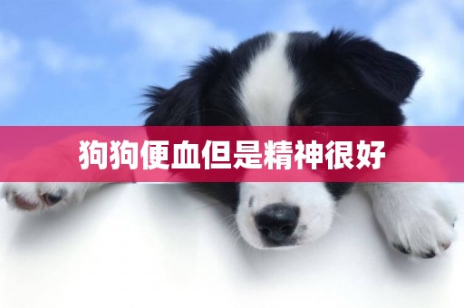 狗狗便血但是精神很好