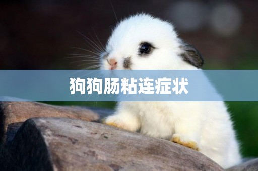狗狗腸粘連癥狀