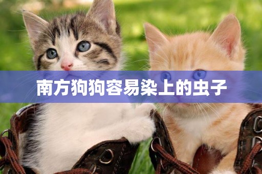 南方狗狗容易染上的蟲子