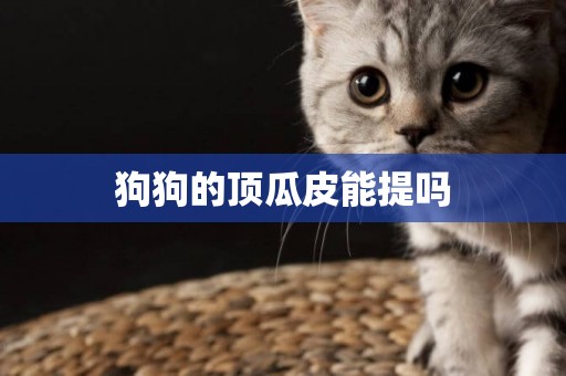 狗狗的頂瓜皮能提嗎
