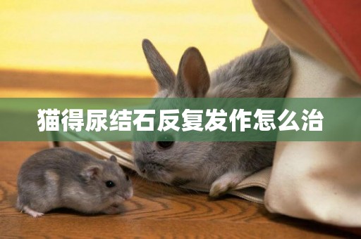 貓得尿結石反復發作怎么治