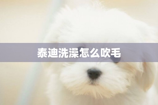 泰迪洗澡怎么吹毛