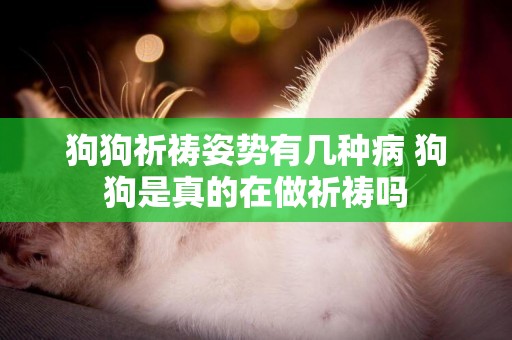 狗狗祈禱姿勢有幾種病 狗狗是真的在做祈禱嗎