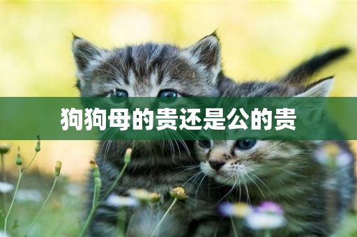 狗狗母的貴還是公的貴