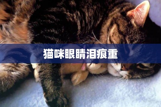 貓咪眼睛淚痕重