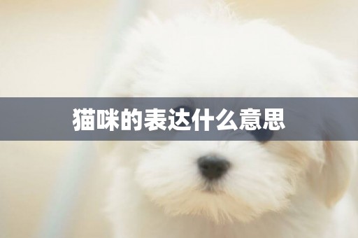 貓咪的表達什么意思