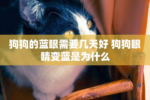 狗狗的藍眼需要幾天好 狗狗眼睛變藍是為什么
