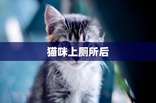 貓咪上廁所后