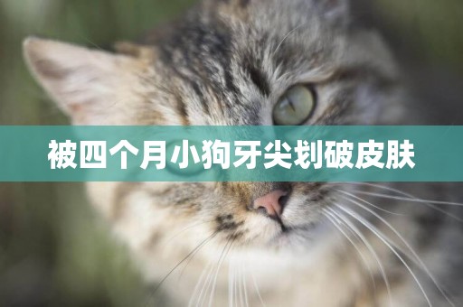被四個月小狗牙尖劃破皮膚