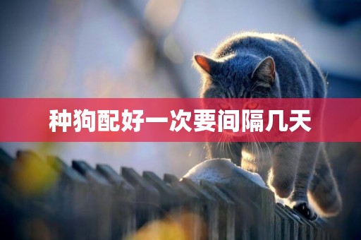 種狗配好一次要間隔幾天