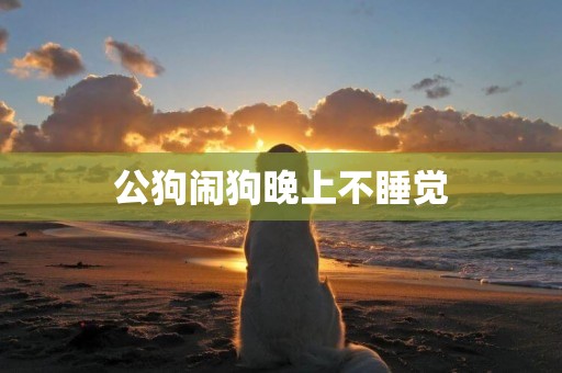 公狗鬧狗晚上不睡覺