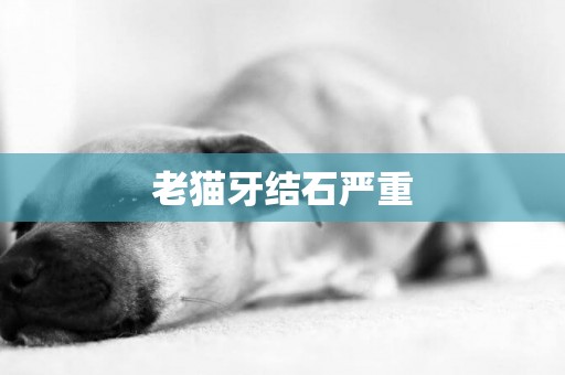 老貓牙結石嚴重