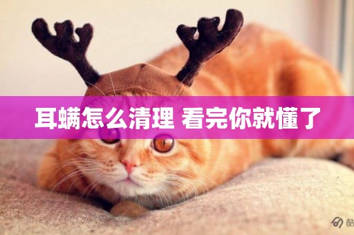 耳螨怎么清理 看完你就懂了