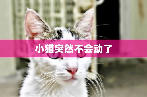小貓突然不會動了