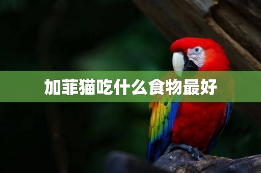 加菲貓吃什么食物最好