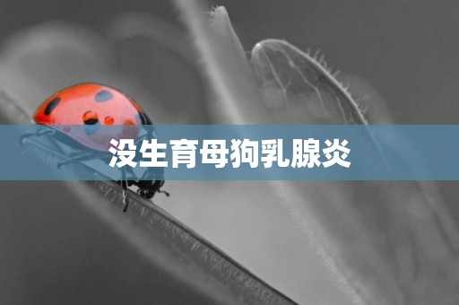 沒生育母狗乳腺炎